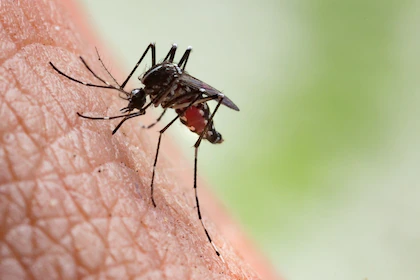 Dengue: especialistas recomiendan reforzar la prevención ante una nueva temporada