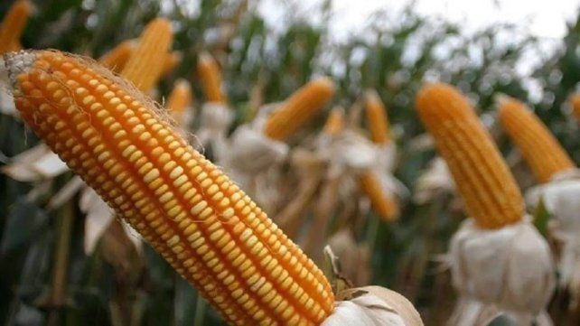 🌽 Entre Ríos logró una producción récord de maíz