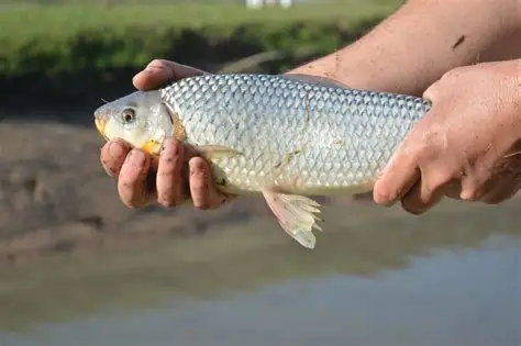 Concordia busca impulsar la cría de peces en estanques