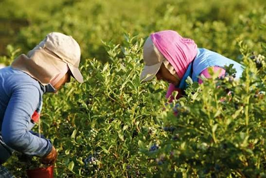 Intercosecha 2026/2027: la inscripción continúa abierta hasta el 23 de octubre